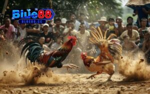 Mẹo sử dụng cựa gà hiệu quả: Sức mạnh của vũ khí sắc bén 1 mẹo sử dụng cựa gà hiệu quả